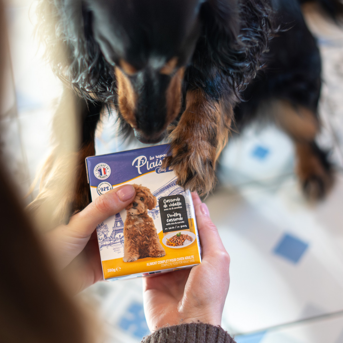 Chien dégustant un repas Les Repas Plaisir en Normandie