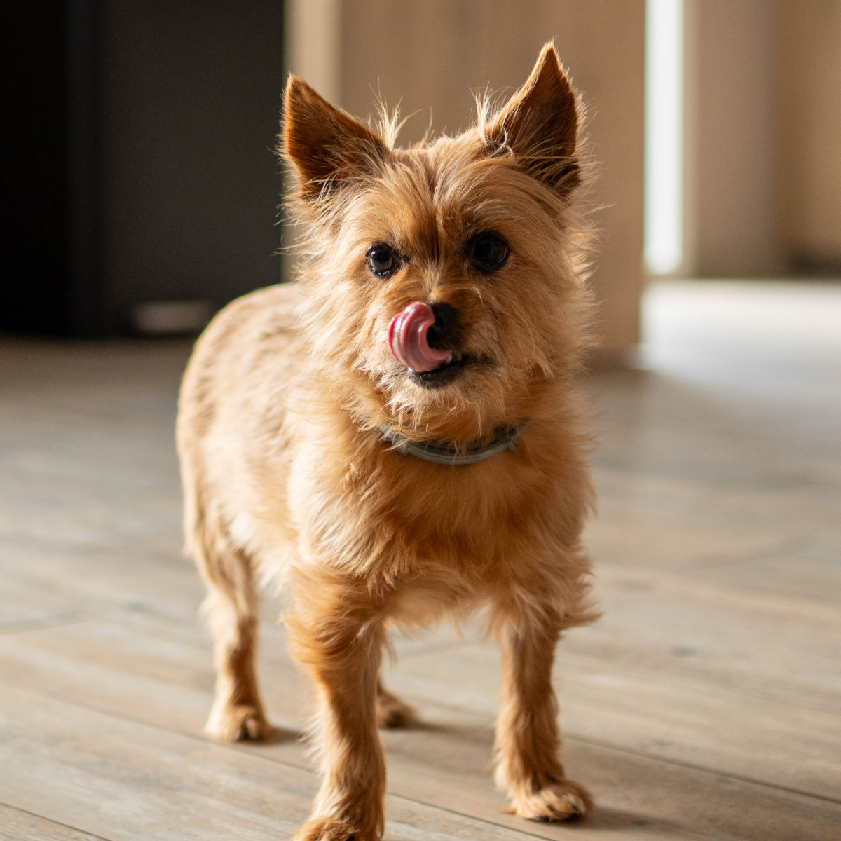 Chien dans un intérieur chaleureux