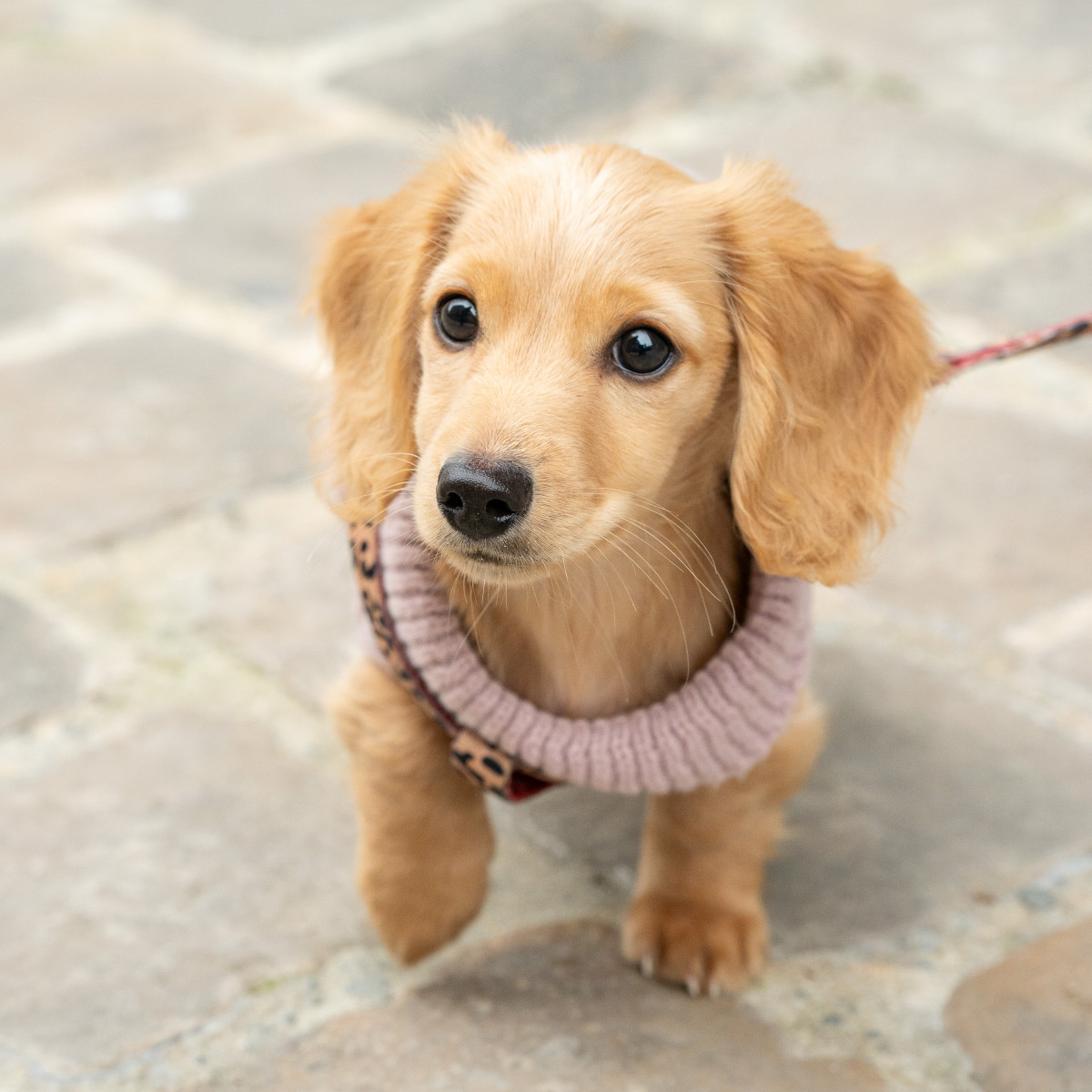 Photo d'un bébé teckel réalisée dans le cadre d’un accompagnement réseau sociaux pour Les Repas Plaisir
